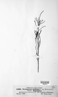 Uromyces striatus image